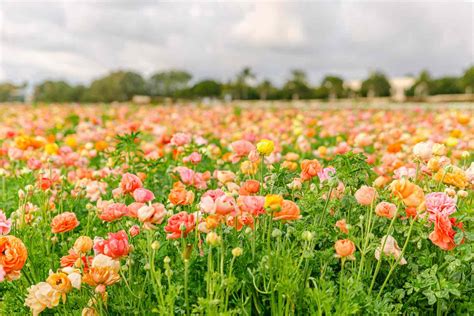 Spring Flower Photography