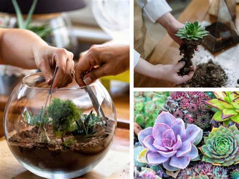 Art Class Spectacular Succulent Terrarium Astoria Bay Area Classpop