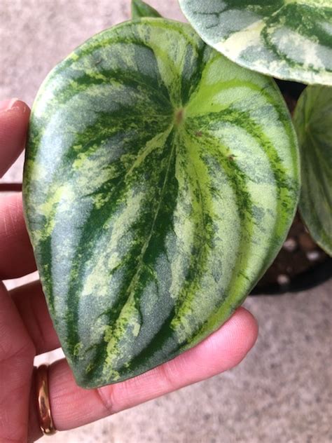 Peperomia Sandersii Variegated