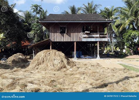 Agriculture Cambodia Stock Photo Image Of Southeast 247817512