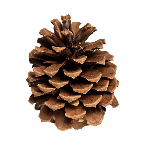 Pinecone Fundo Png Png Mart