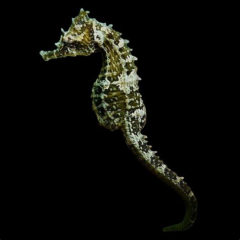 Seahorses Alyssas Seahorse Savvy