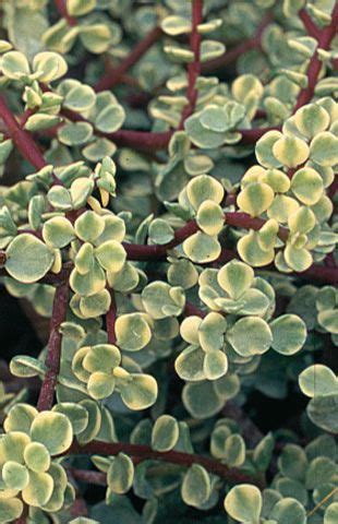 Portulacaria Afra Variegata Jade Plant Variegated Elephant Bush