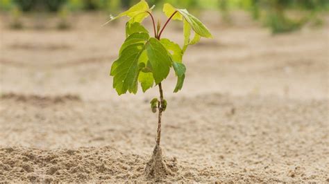 Descubre Las Plantas Sorprendentes Que Prosperan En Suelos Arenosos