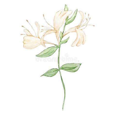 Watercolor Honey Sickle June Month Birth Flower Stock Vector