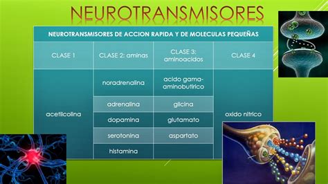 Fisiología Basica De Rafael Oswaldo Pacheco I Tabla De Neurotransmisores