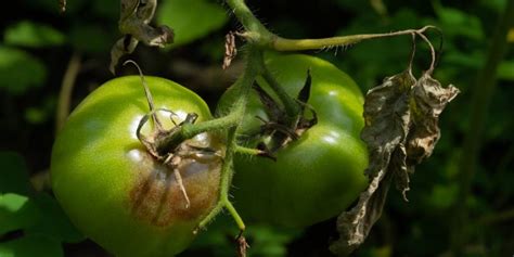 Tomato Leaves Turning Black Heres What To Do