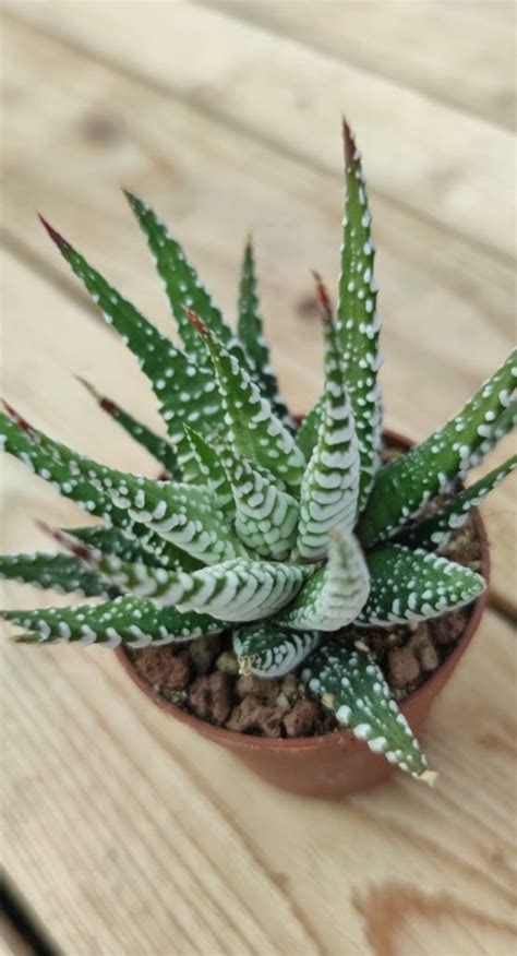 Haworthia Fasciata Big Band Succulentes Et Jolies Plantes