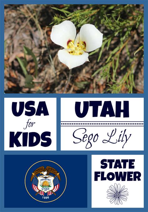 Utah State Flower Sego Lily By Usa Facts For Kids