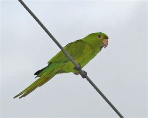 Green Parakeet Photos Birdspix