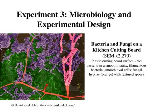 Ppt Experiment 3 Microbiology And Experimental Design Powerpoint