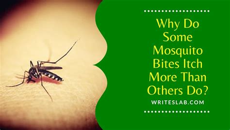 Why Do Some Mosquito Bites Itch More Than Others Do The WritesLab