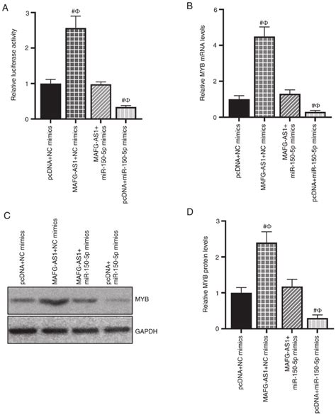 Mafg As Positively Regulates Myb Expression By Sponging Mir P