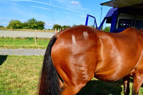Lets Talk About Horse Feed And Why I Keep Things Simple Diary Of A