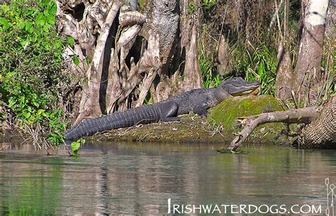 Alligator - Kayaking The Silver River and Ocklawaha River, Florida. | IRISHWATERDOGS EXPLORE | # ...