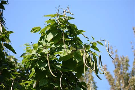 Branches With Bean Pods Of A Catalpa Speciosa Tree Stock Photo Image