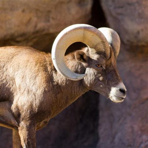 Nevada State Animal | Desert Bighorn Sheep