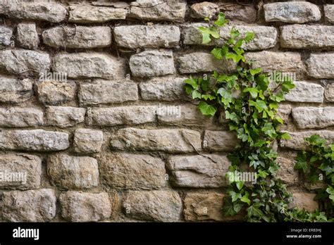 Backgrounds An Ancient Stone Wall With Ivy Growing Up It Stock Photo