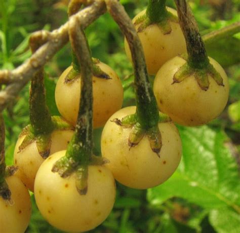 Jurubeba conheça mais dessa planta medicinal Summit Agro