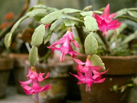 Schlumbergera Bridgesii Christmas Cactus World Of Succulents