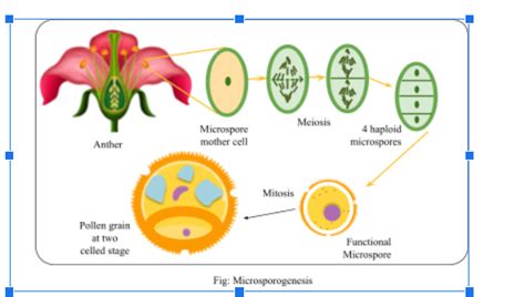 During Formation Of Pollen Grains A Microspore Mother Cell Undergoes