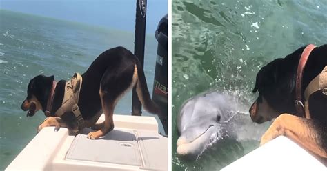 Dog And Dolphin Became Best Friends During Boat Trip - Small Joys