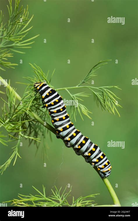 Black Swallowtail Papilio Polyxenes Caterpillar Eating On Fennel