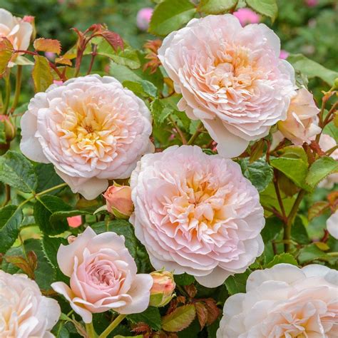 Buy Emily Bronte Rose English Shrub Rose Shop Now