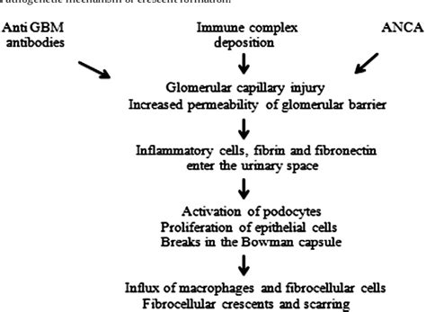 [PDF] Rapidly progressive crescentic glomerulonephritis: Early ...