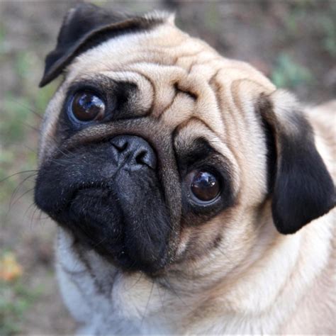 Pug Take My Love In Life Pug Puppy Happypuppy Cutpuppy Puppydog
