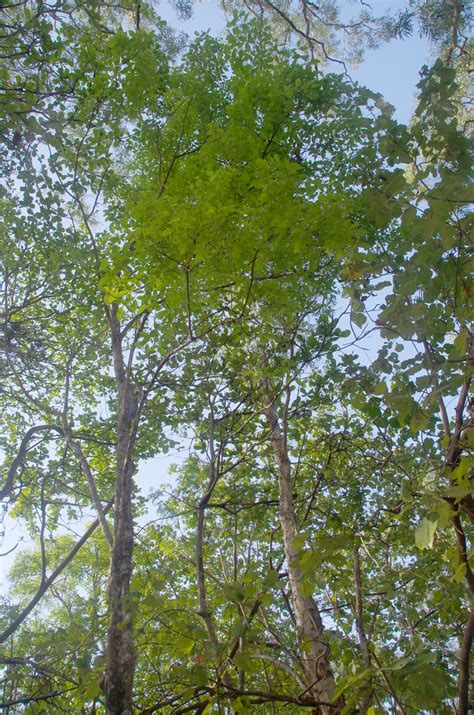 Vitex Acuminata Buchans Pt Beach Cairns Qld 291018 Flickr