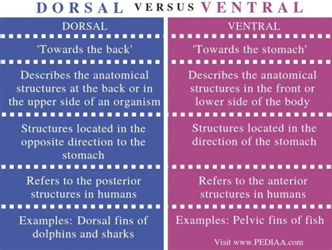 What is the Difference Between Dorsal and Ventral - Pediaa.Com