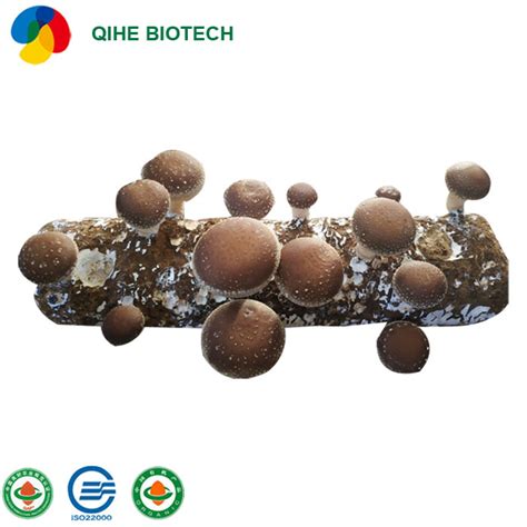 China Organic Shiitake Mushroom Growing Bag Shiitake Mushroom Spawn