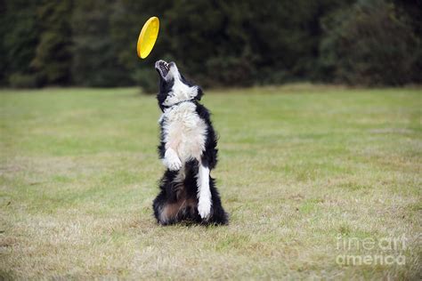 Border Collie With Frisbee Photograph by John Daniels - Pixels