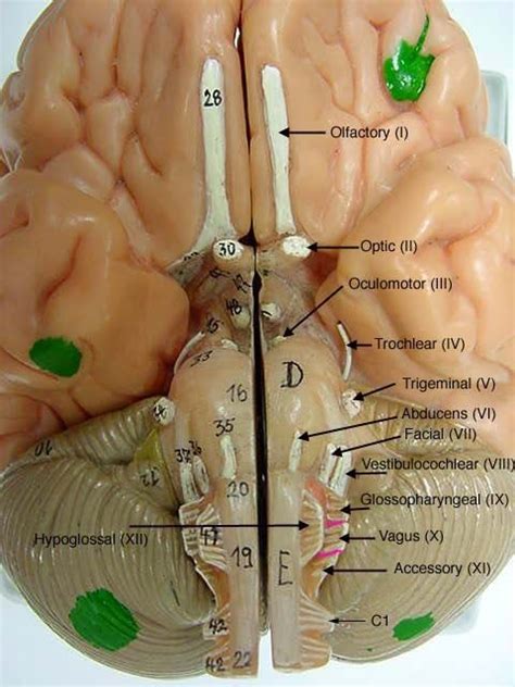 Cranial Nerves Lab Exam Diagram Quizlet