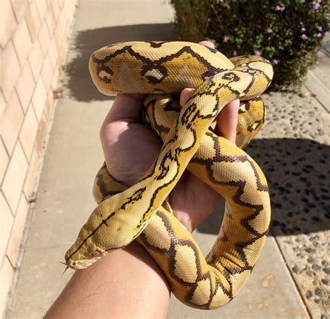 Pin By Jose Gonzales On Reticulated Pythons Reticulated Python