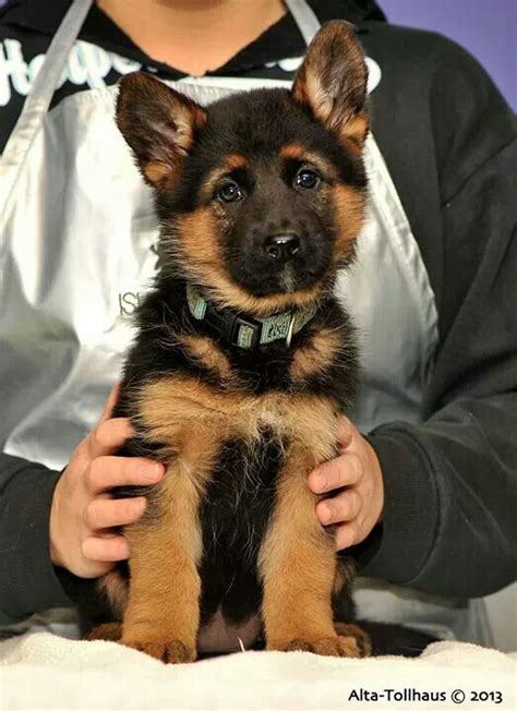 Purebred Female German Shepherd