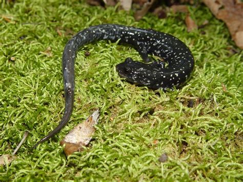 Northern Slimy Salamander Trousdale County Brad Gloriosos Personal