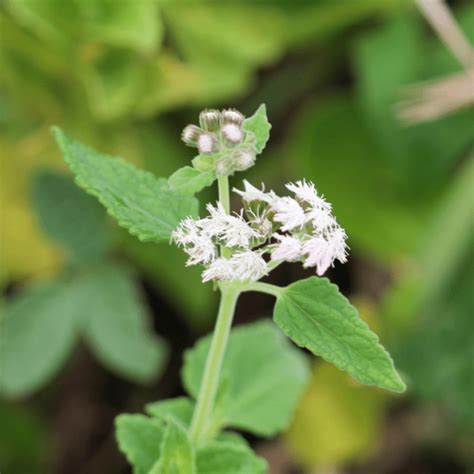 Ageratum Conyzoides L Center For Medicinal Plants Research