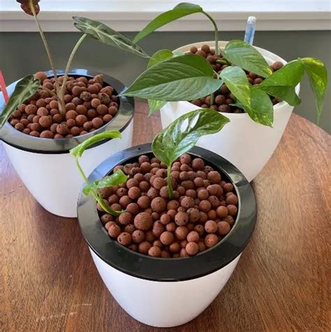 Leca Pots Best Pots For Semi Hydroponics The Contented Plant