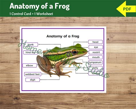 Parts Of A Frog Worksheet Anatomy Of A Frog Biology Science For Primary