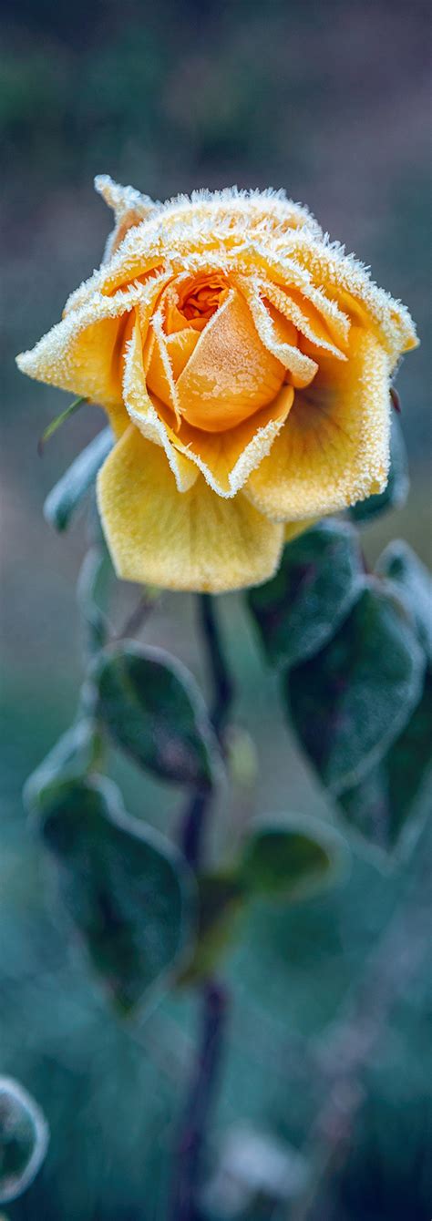 Frost Flowers on Behance