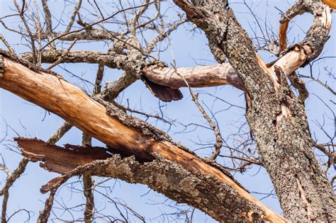 Prevent Falling Trees 4 Common Signs A Tree Is About To Fall Treelex