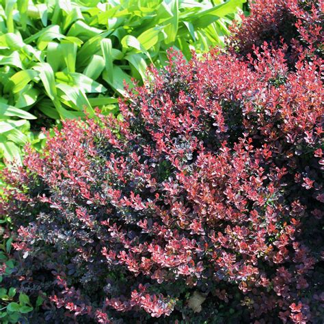 Royal Burgundy Japanese Barberry Landscapedirect