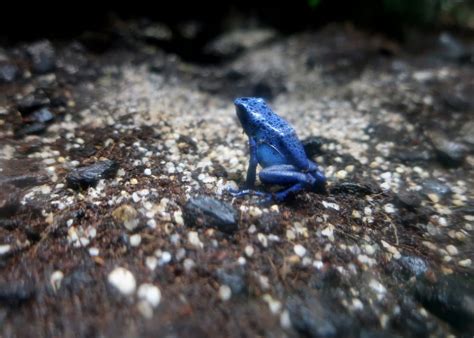 Species Highlight Poison Dart Frog Greater Cleveland Aquarium