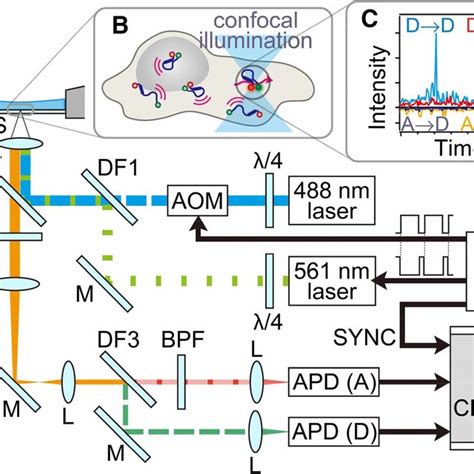 SmFRET Using Alternative Laser Excitation ALEX Is Applied To Detect