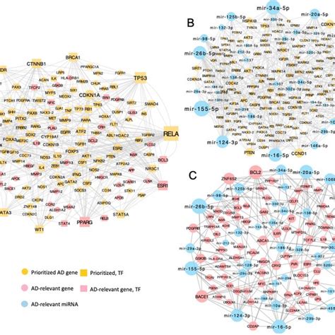 Ad Related Regulatory Networks A Transcriptional Regulatory Network