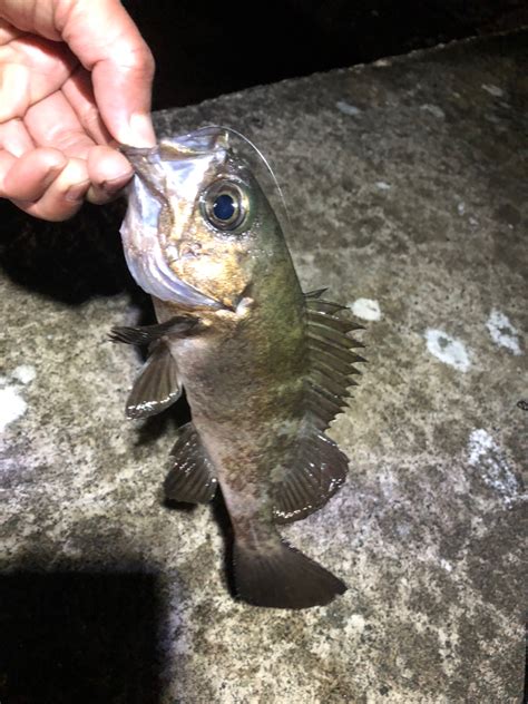 うんおつ さんの 2024年03月23日のクロメバルの釣り・釣果情報青森県 青森湾 アングラーズ 釣果500万件の魚釣り情報サイト