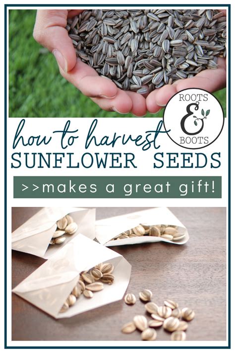 How To Harvest Sunflower Seeds Roots Boots Roots Boots