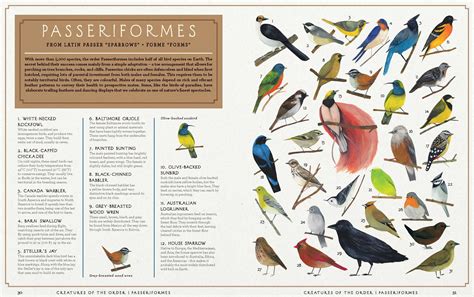 Creatures of the Order - Australian Geographic